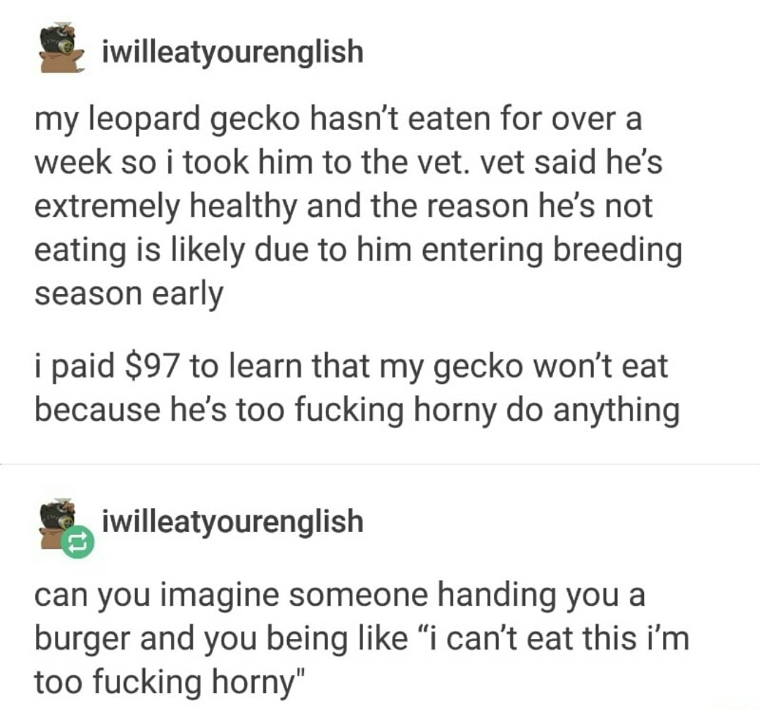 Vet that told owner that ghecko was horny and that is why he is not eating