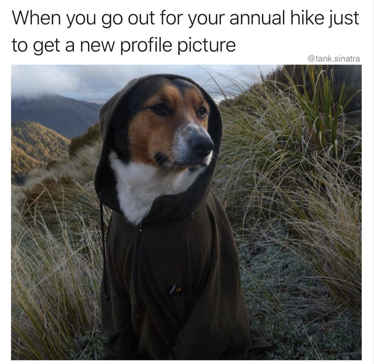 funny hike memes - When you go out for your annual hike just to get a new profile picture sinatra
