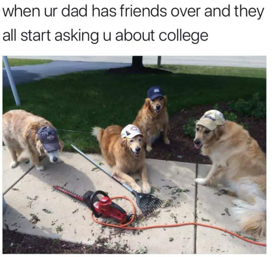 dank dog memes - when ur dad has friends over and they all start asking u about college