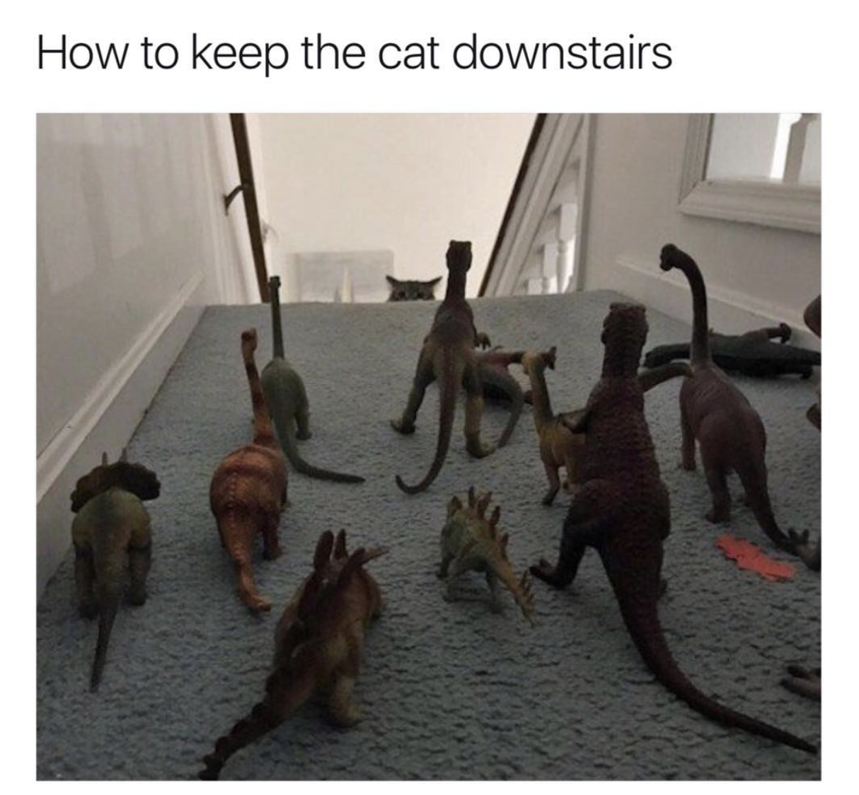 keep your cat downstairs - How to keep the cat downstairs