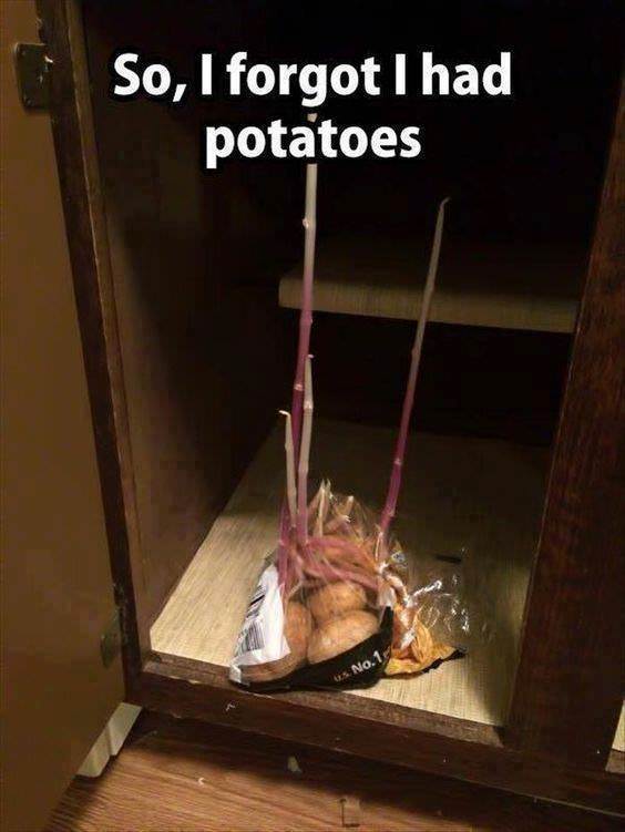 forgotten potatoes - So, I forgot I had potatoes