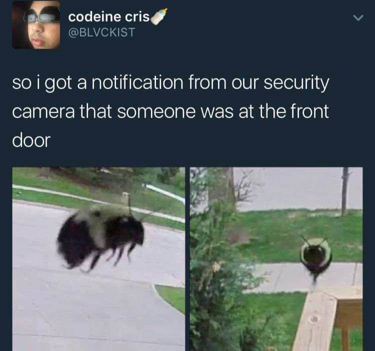 buzz him in lol - codeine cris so i got a notification from our security camera that someone was at the front door