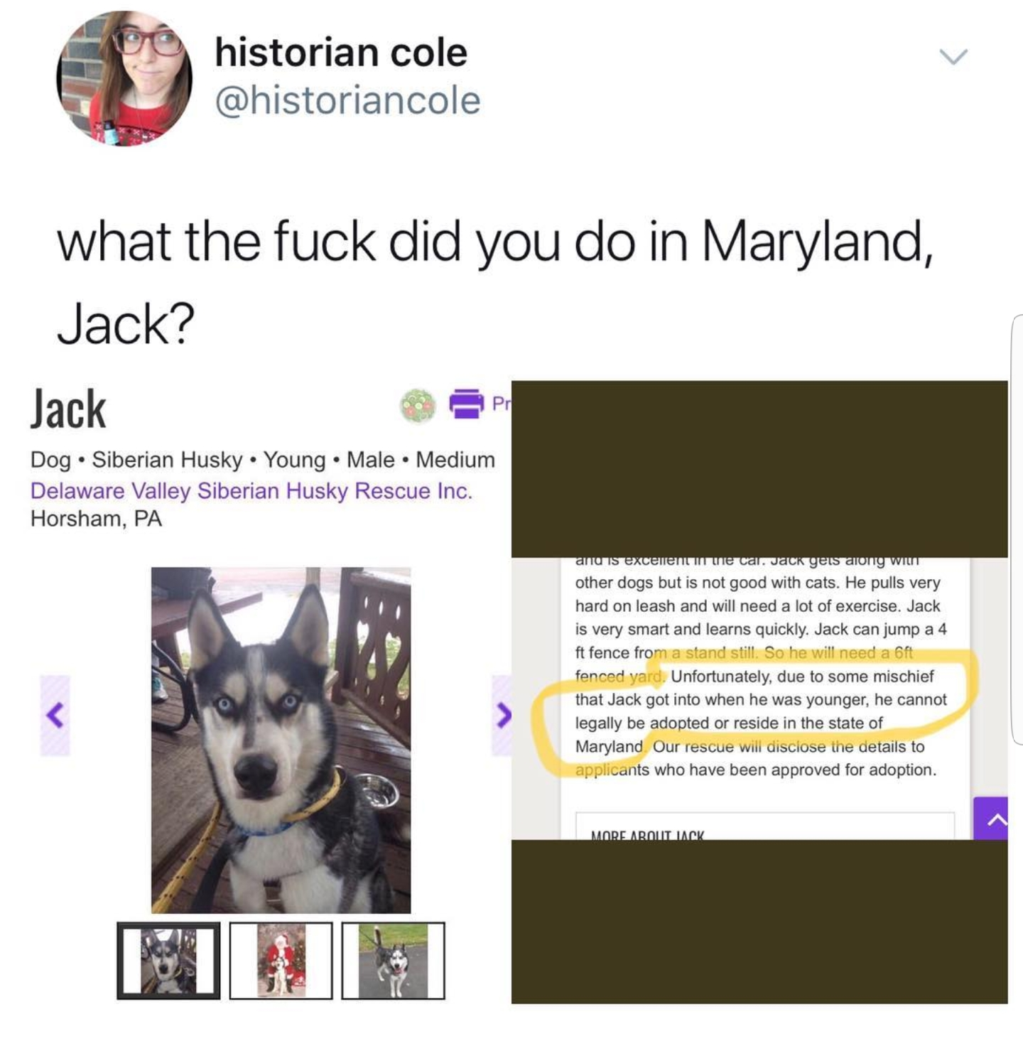 did you do in maryland jack - historian cole what the fuck did you do in Maryland, Jack? Jack P Dog. Siberian Husky . Young . Male . Medium Delaware Valley Siberian Husky Rescue Inc. Horsham, Pa S Ss now other dogs but is not good with cals. He pulls very