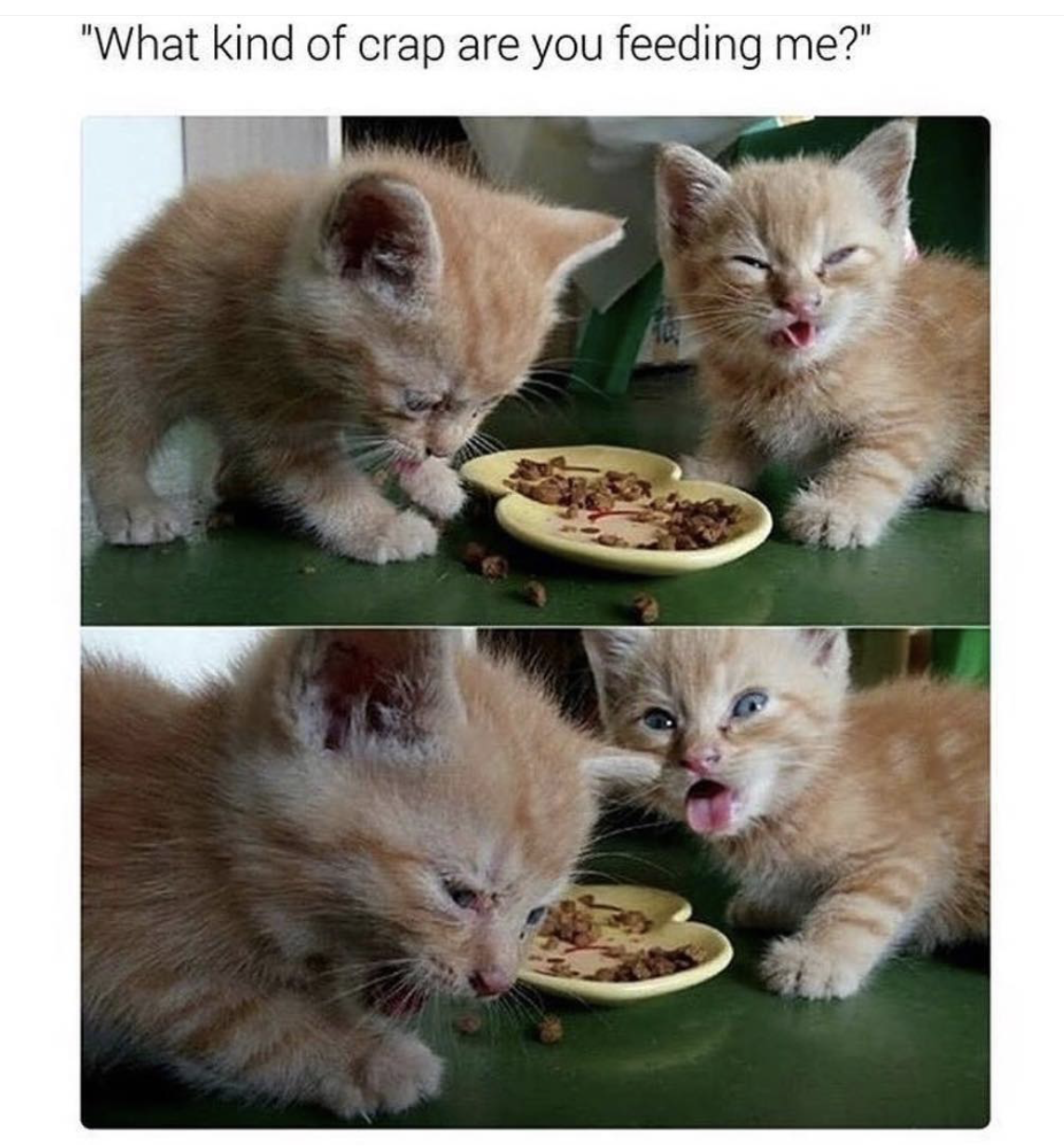 kitten memes - "What kind of crap are you feeding me?"