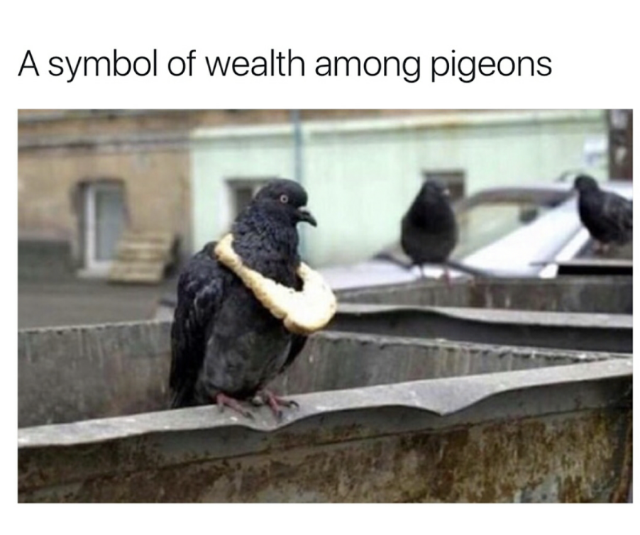 symbol of wealth in the pigeon community - A symbol of wealth among pigeons