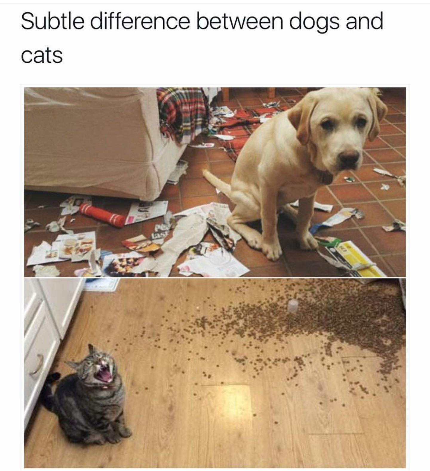 destructive dog - Subtle difference between dogs and cats