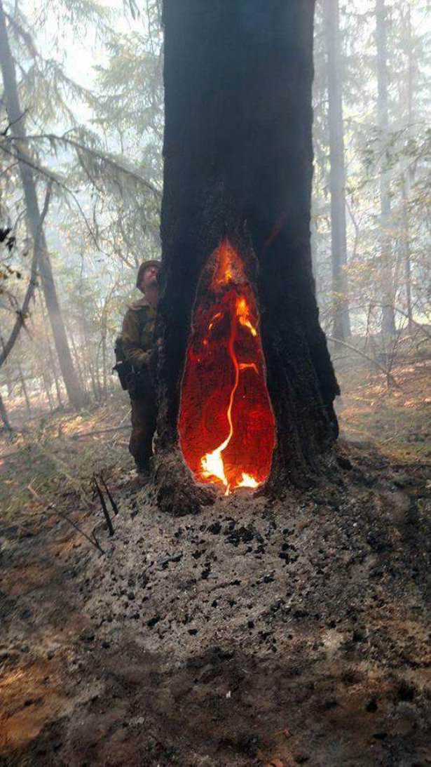 fire inside tree
