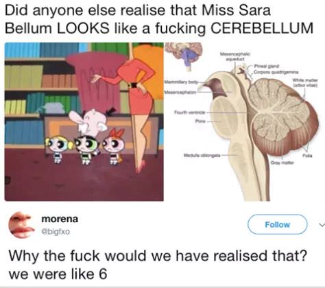 sara bellum looks like cerebellum - Did anyone else realise that Miss Sara Bellum Looks a fucking Cerebellum morena gbigtxo Why the fuck would we have realised that? we were 6