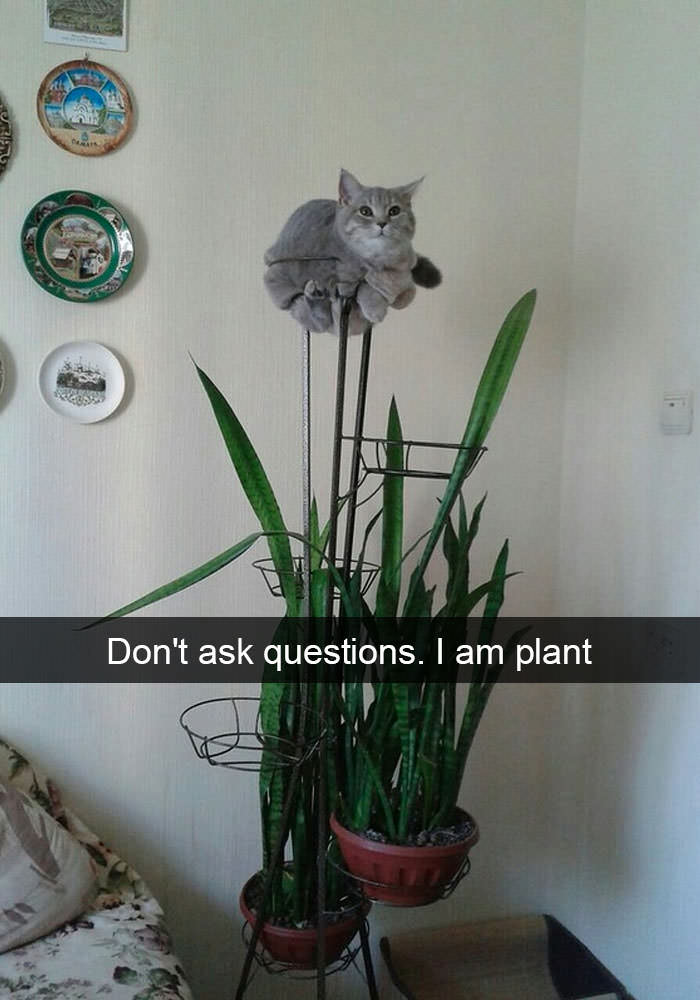don t ask questions i am plant - Re Don't ask questions. I am plant