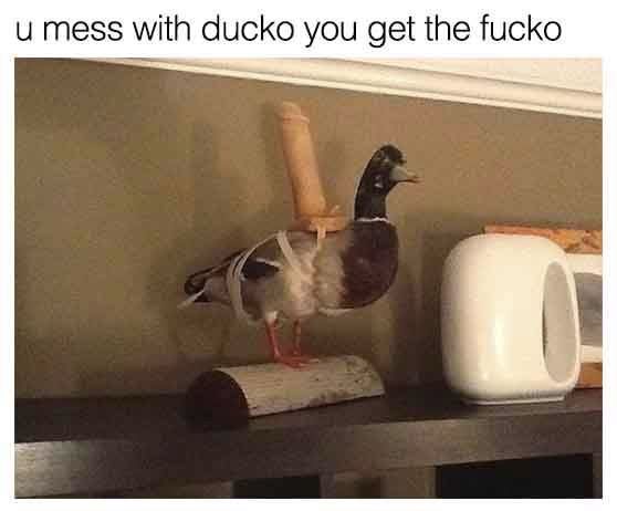 you mess with the ducko you get - u mess with ducko you get the fucko