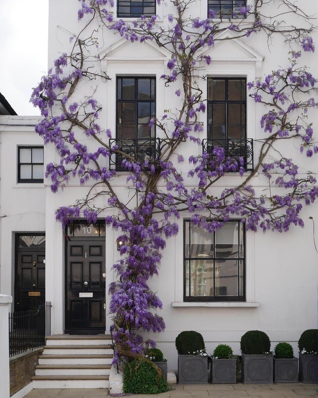 memes - wisteria on white wall - .