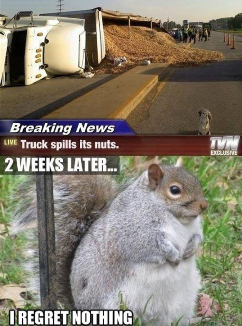 memes - no regrets squirrel - Breaking News Live Truck spills its nuts. 2 Weeks Later... Exclusive I Regret Nothing