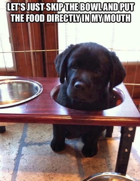 funny lab - Let'S JustSkip The Bowland Put The Food Directlyin My Mouth