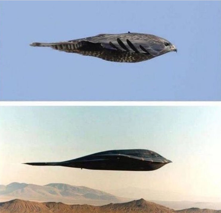 b2 bomber peregrine falcon