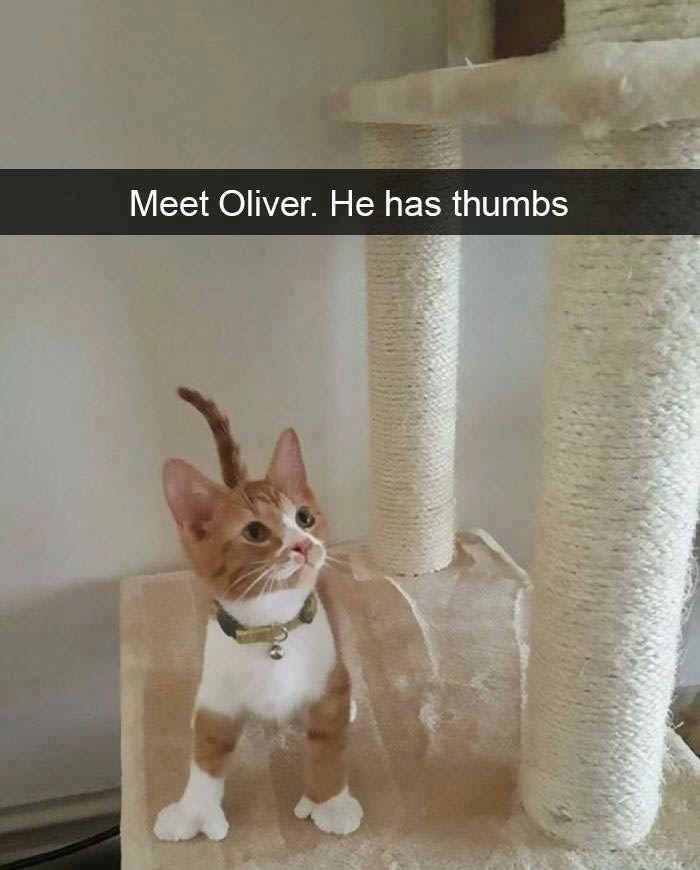 funny cat snapchats - Meet Oliver. He has thumbs