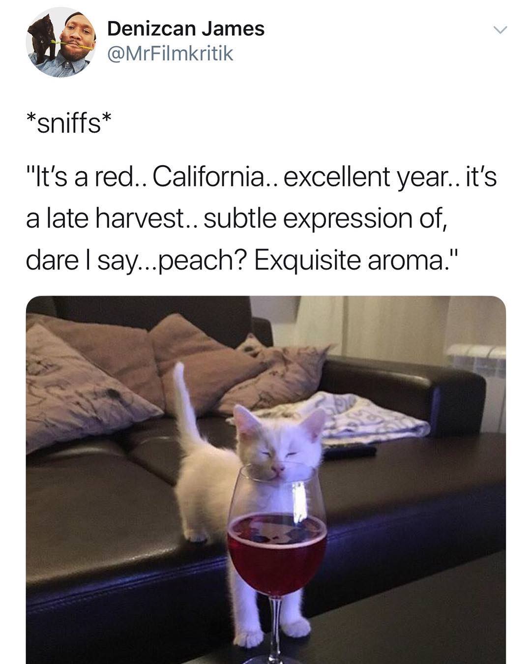 cat wine meme - Denizcan James sniffs "It's a red.. California.. excellent year.. it's a late harvest.. subtle expression of, dare I say...peach? Exquisite aroma."