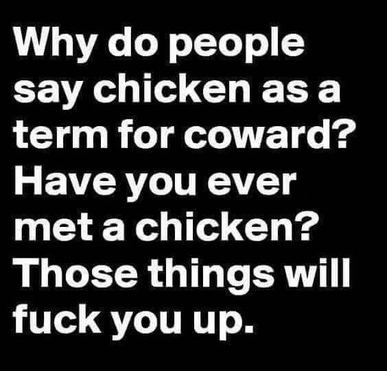 knowing someone likes you - Why do people say chicken as a term for coward? Have you ever met a chicken? Those things will fuck you up.