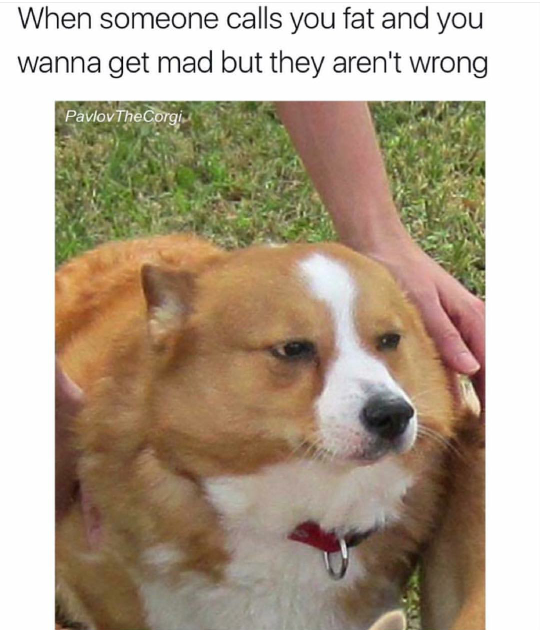corgi memes - When someone calls you fat and you wanna get mad but they aren't wrong PavlovThe Corgi