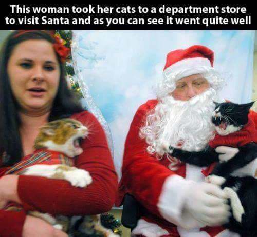 funny family christmas memes - This woman took her cats to a department store to visit Santa and as you can see it went quite well