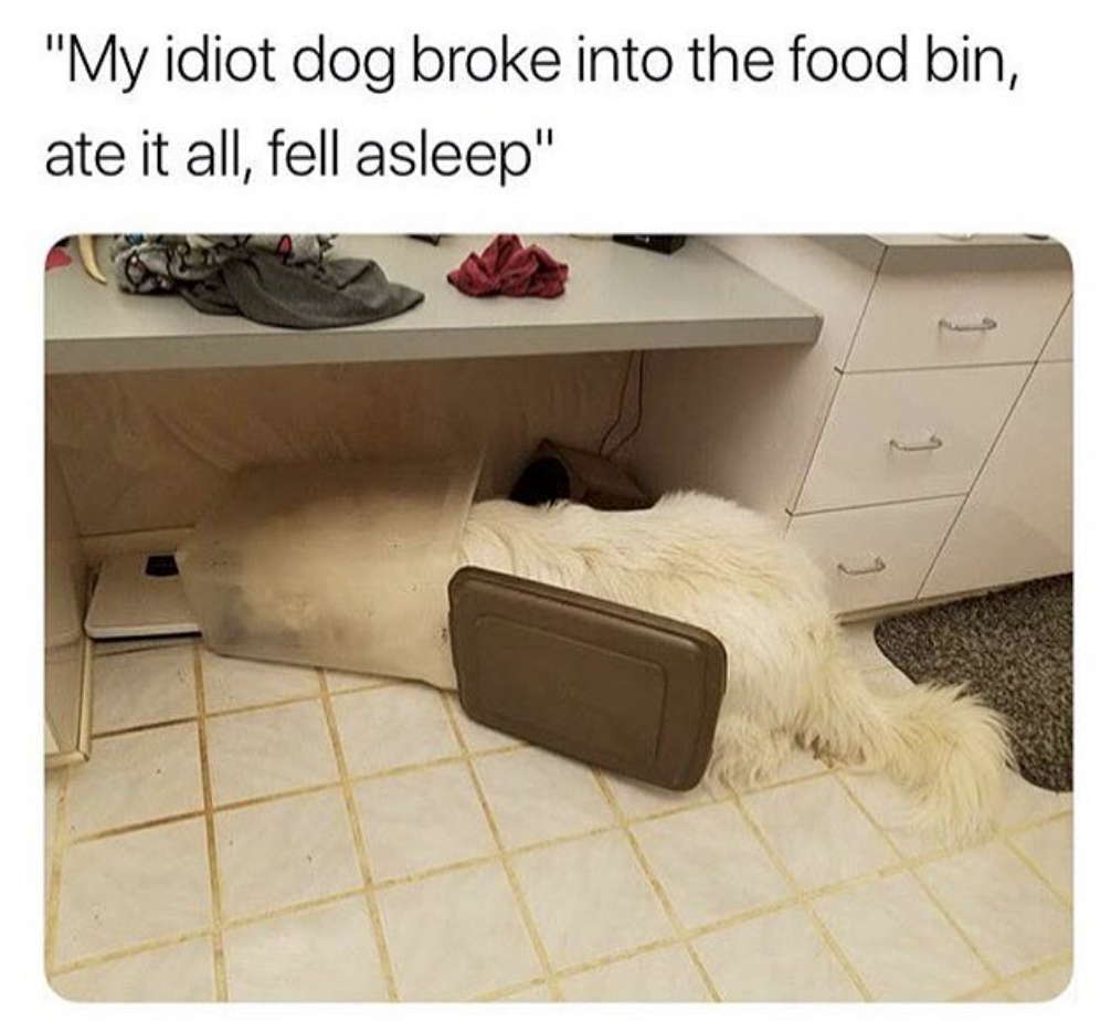 Dog - "My idiot dog broke into the food bin, ate it all, fell asleep"