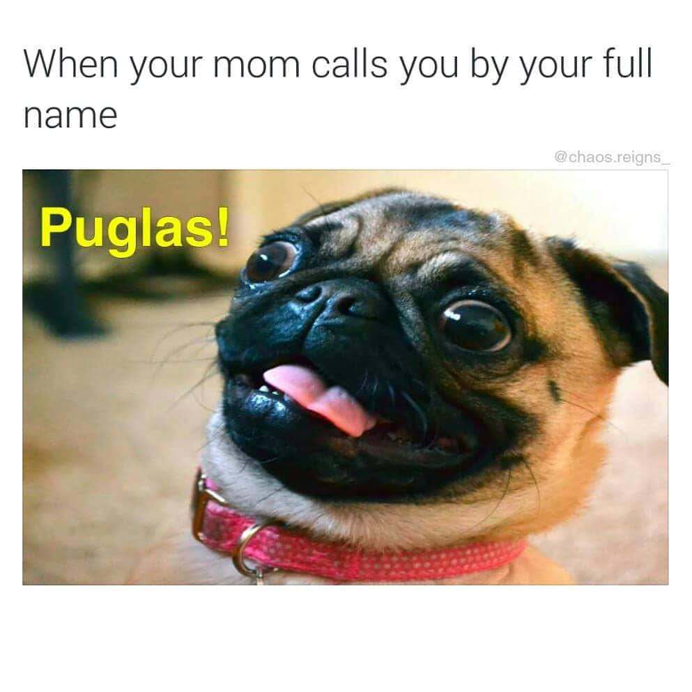 your mom calls you by your full name pug - When your mom calls you by your full name reigns Puglas!