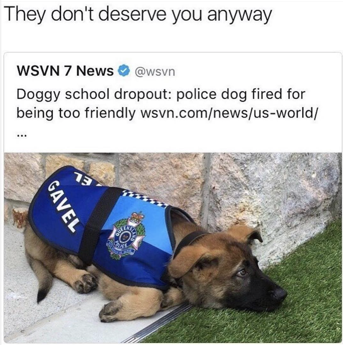 police dog fired for being too friendly - They don't deserve you anyway Wsvn 7 News Doggy school dropout police dog fired for being too friendly wsvn.comnewsusworld Gavel