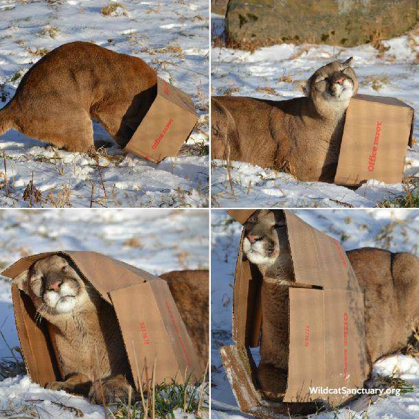 mountain lion cardboard box - Logo Wildcat Sanctuary.org
