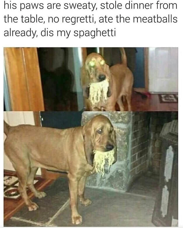 his paws are sweaty meme - his paws are sweaty, stole dinner from the table, no regretti, ate the meatballs already, dis my spaghetti