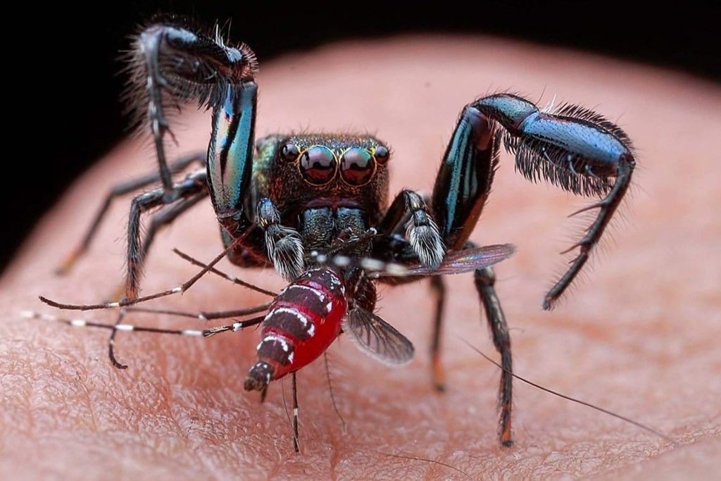 spider eating blood filled mosquito