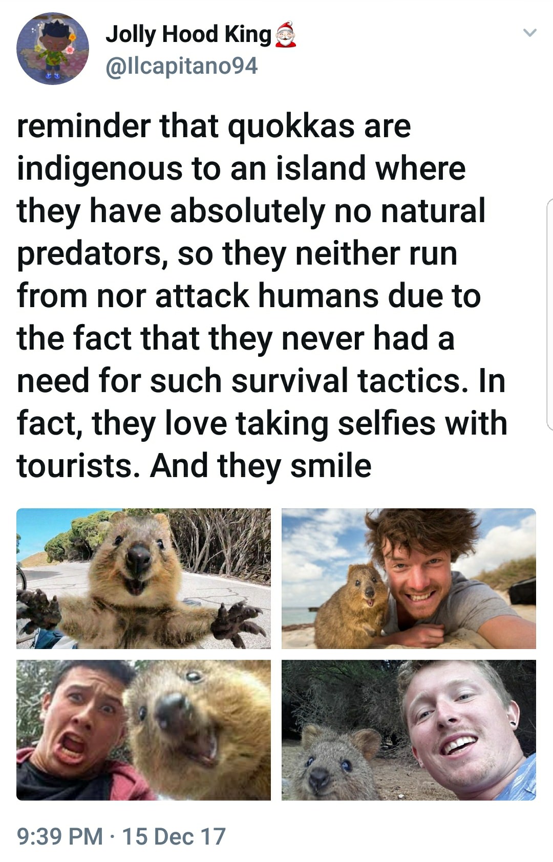 animal on island with no predators - Jolly Hood King 3 reminder that quokkas are indigenous to an island where they have absolutely no natural predators, so they neither run from nor attack humans due to the fact that they never had a need for such surviv