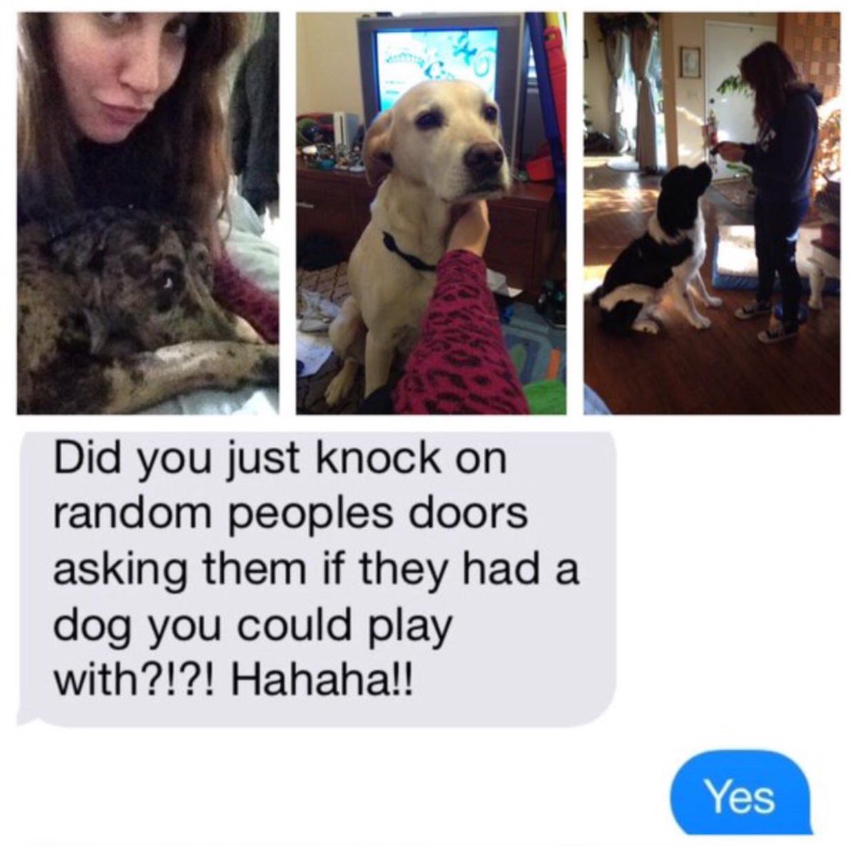 dog - Did you just knock on random peoples doors asking them if they had a dog you could play with?!?! Hahaha!! Yes