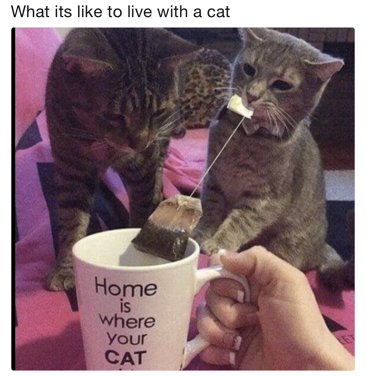 cat with a tea bag - What its to live with a cat Home where Your is Cat