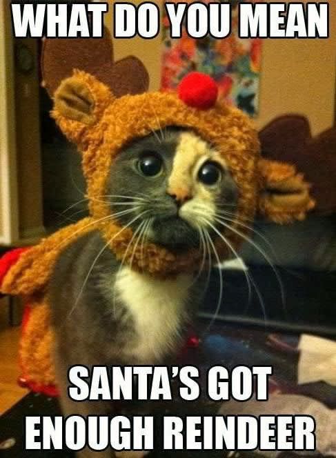 cute christmas meme - What Do You Mean Santa'S Got Enough Reindeer