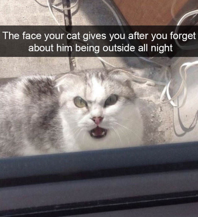 outside cat funny - The face your cat gives you after you forget about him being outside all night