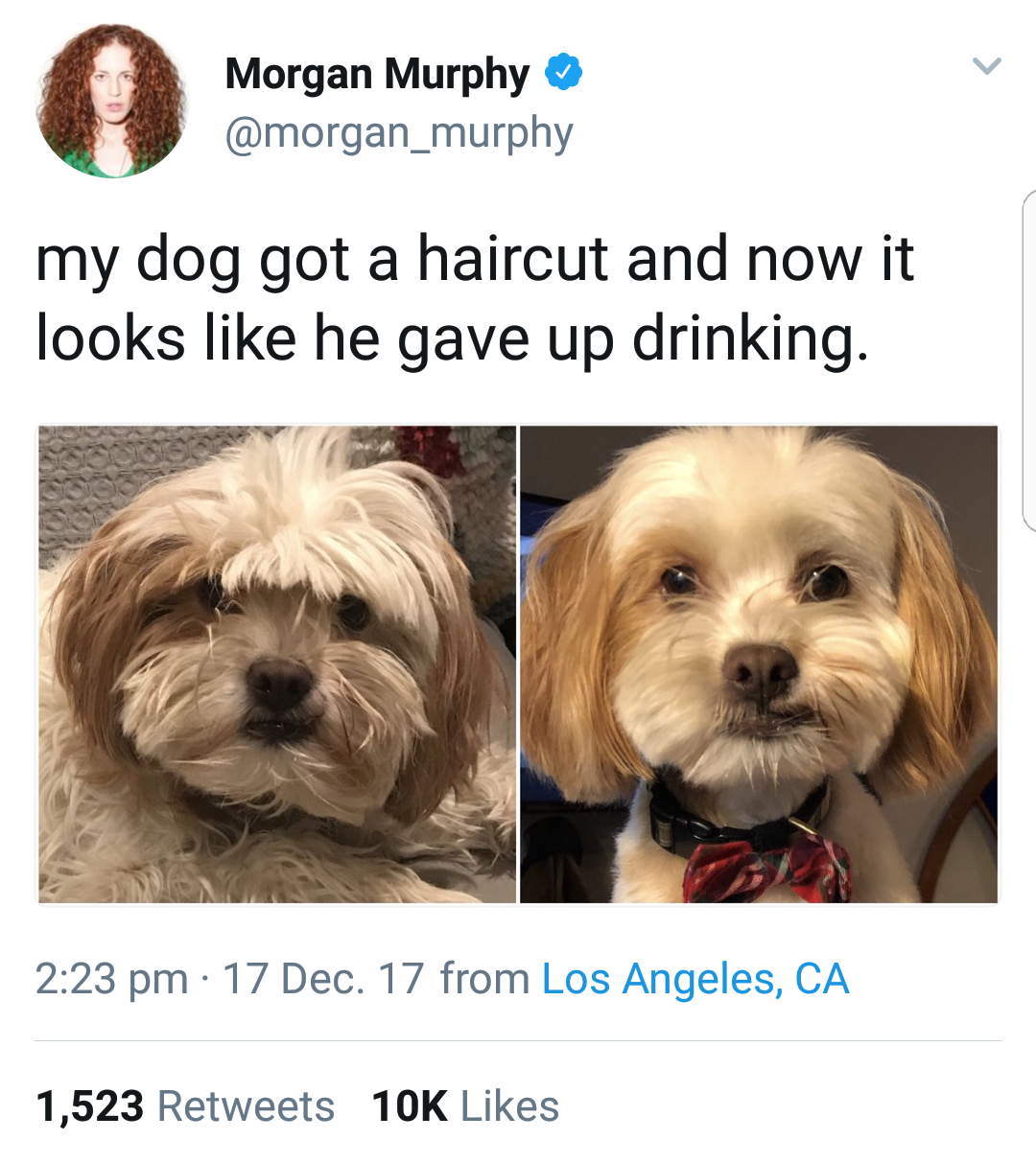 looking like a snack - Morgan Murphy my dog got a haircut and now it looks he gave up drinking. 17 Dec. 17 from Los Angeles, Ca 1,523 10K