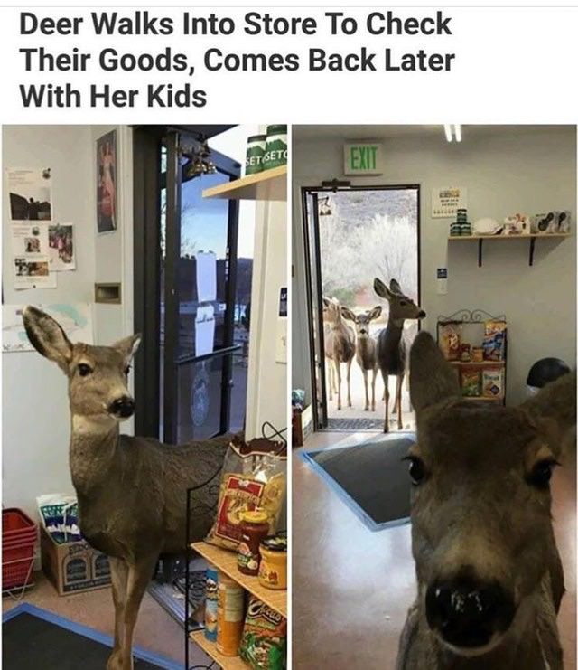 deer in shop - Deer Walks Into Store To Check Their Goods, Comes Back Later With Her Kids