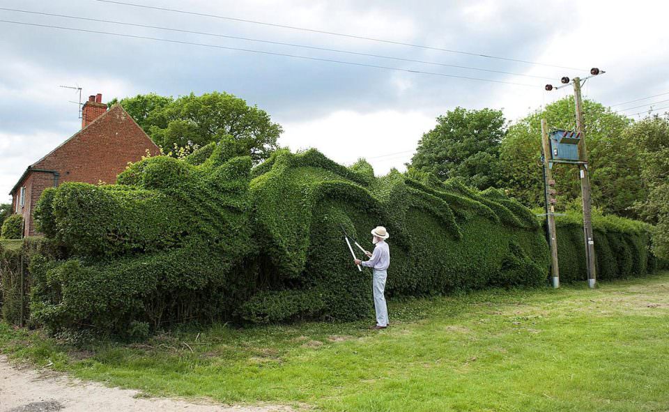 trimming giant hedge
