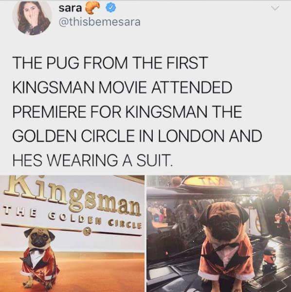 dank kingsman memes - sara The Pug From The First Kingsman Movie Attended Premiere For Kingsman The Golden Circle In London And Hes Wearing A Suit. Kingsman The Golden Circle