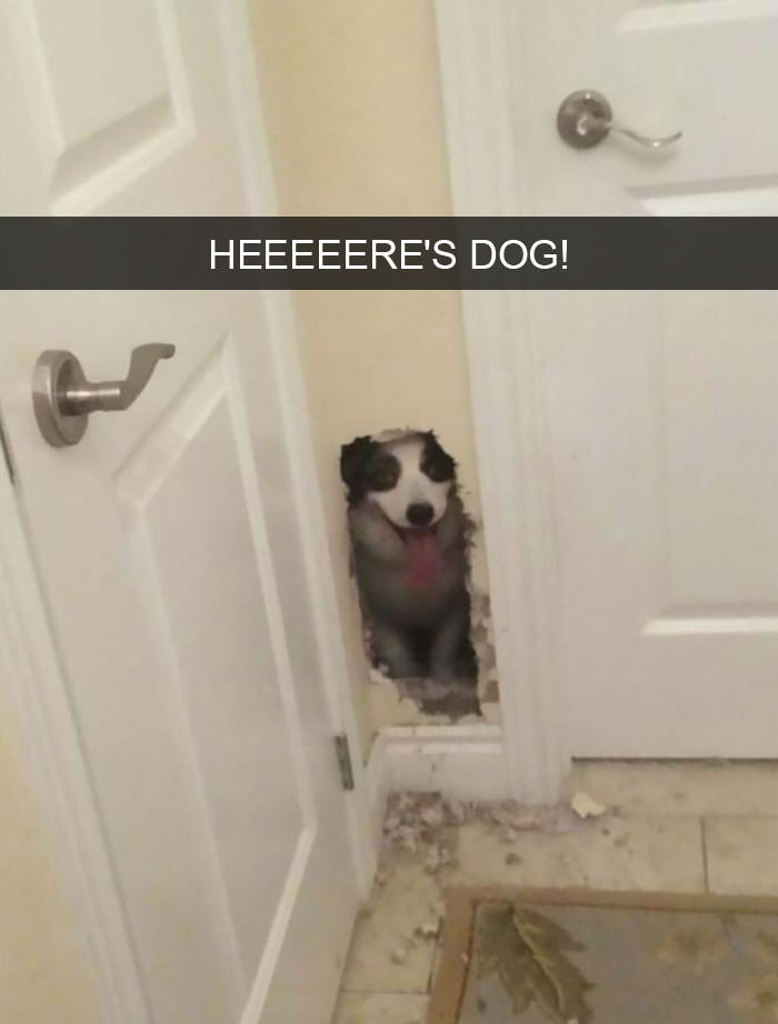 dogs in bathroom meme - Heeeeere'S Dog!
