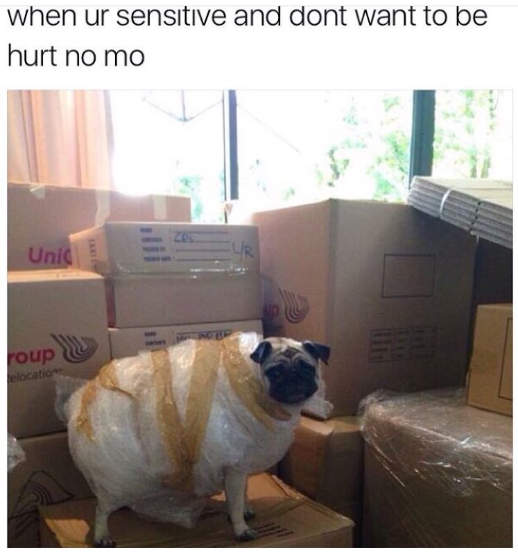 bubble wrapped pug - when ur sensitive and dont want to be hurt no mo Unic roup elocation