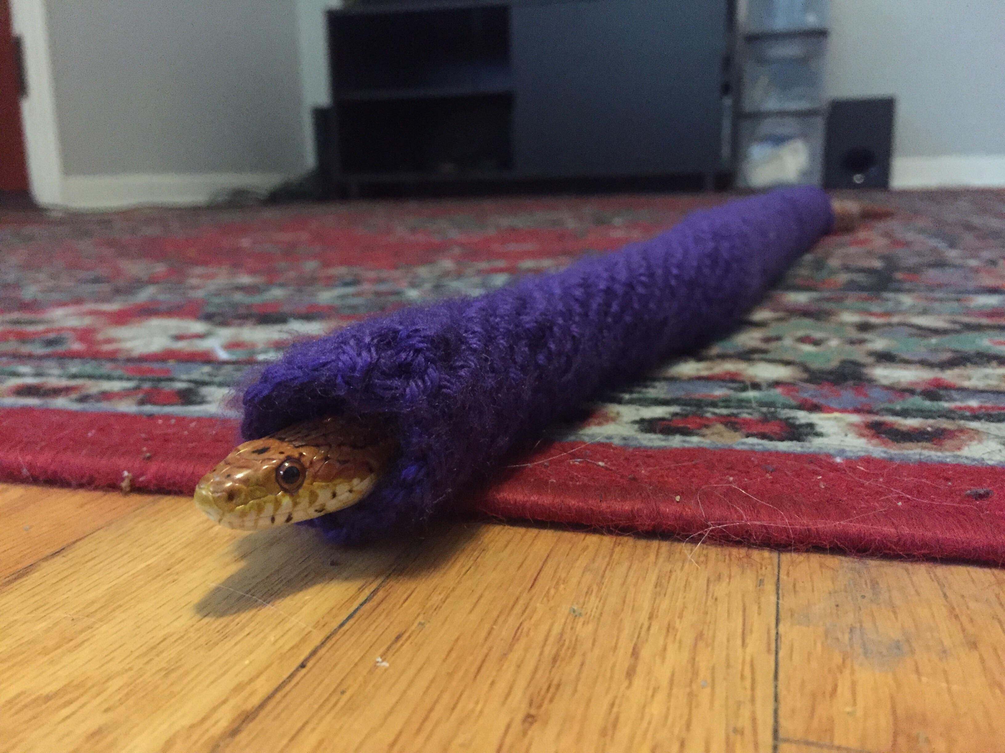snake in a sweater