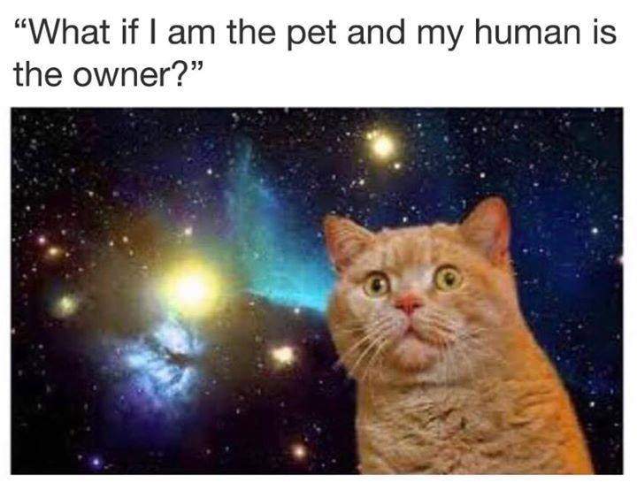 "What if I am the pet and my human is the owner?"