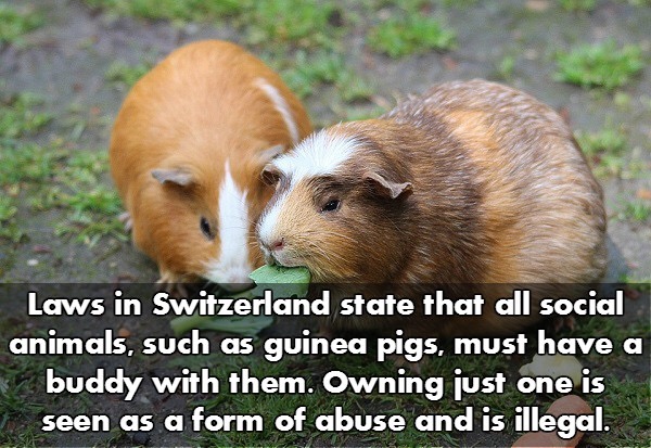 switzerland it is illegal to keep one guinea pig - Laws in Switzerland state that all social animals, such as guinea pigs, must have a buddy with them. Owning just one is seen as a form of abuse and is illegal.