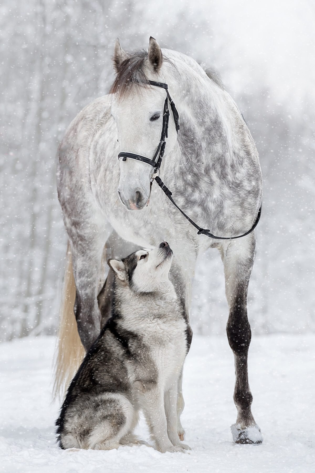 cute horse and dog