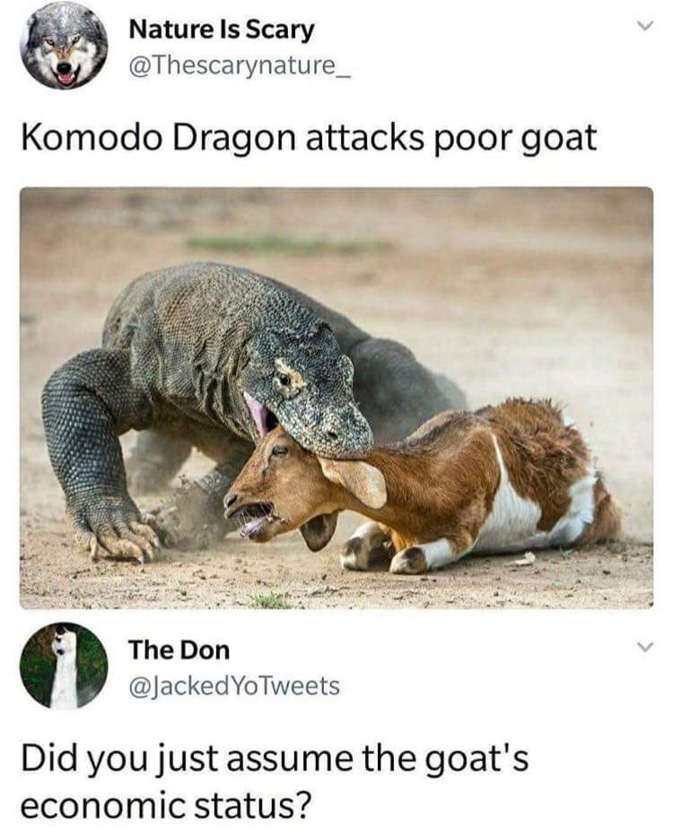 did you just assume the goats economic status - Nature Is Scary Komodo Dragon attacks poor goat The Don YoTweets Did you just assume the goat's economic status?