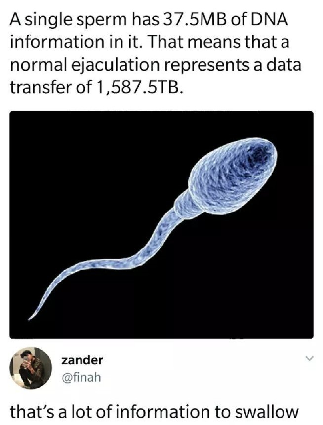 sex memes - A single sperm has 37.5MB of Dna information in it. That means that a normal ejaculation represents a data transfer of 1,587.5TB. zander that's a lot of information to swallow