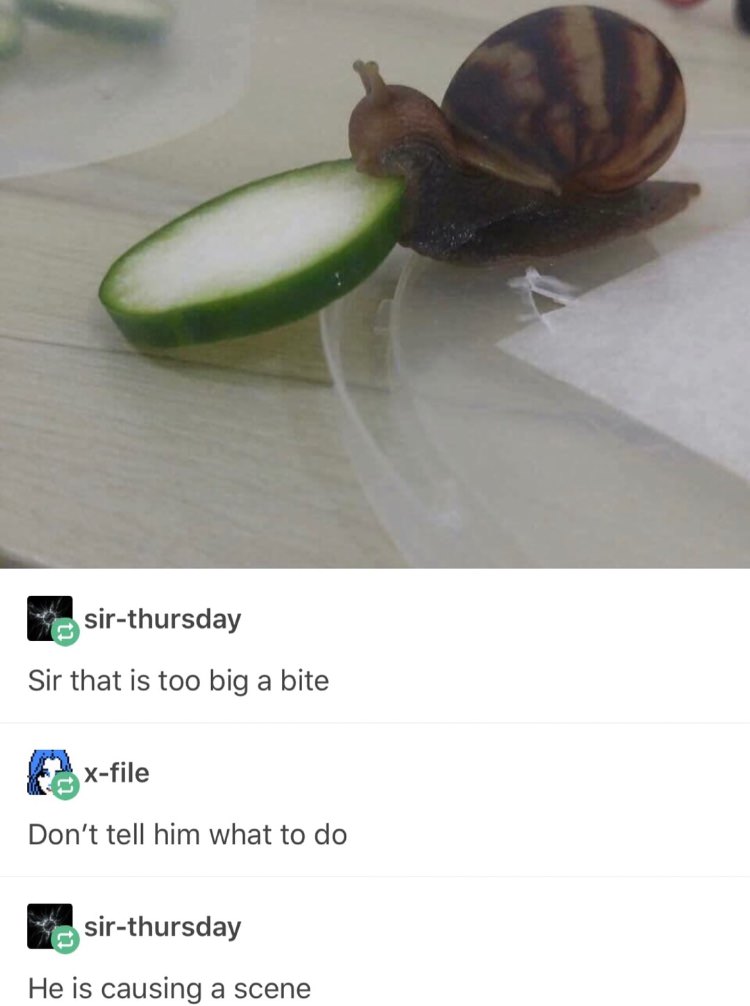 snail eating cucumber - sirthursday Sir that is too big a bite xfile Don't tell him what to do sirthursday He is causing a scene