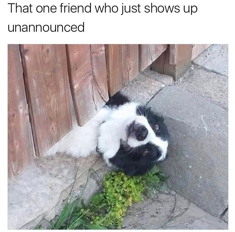 my dog gets my attention - That one friend who just shows up unannounced
