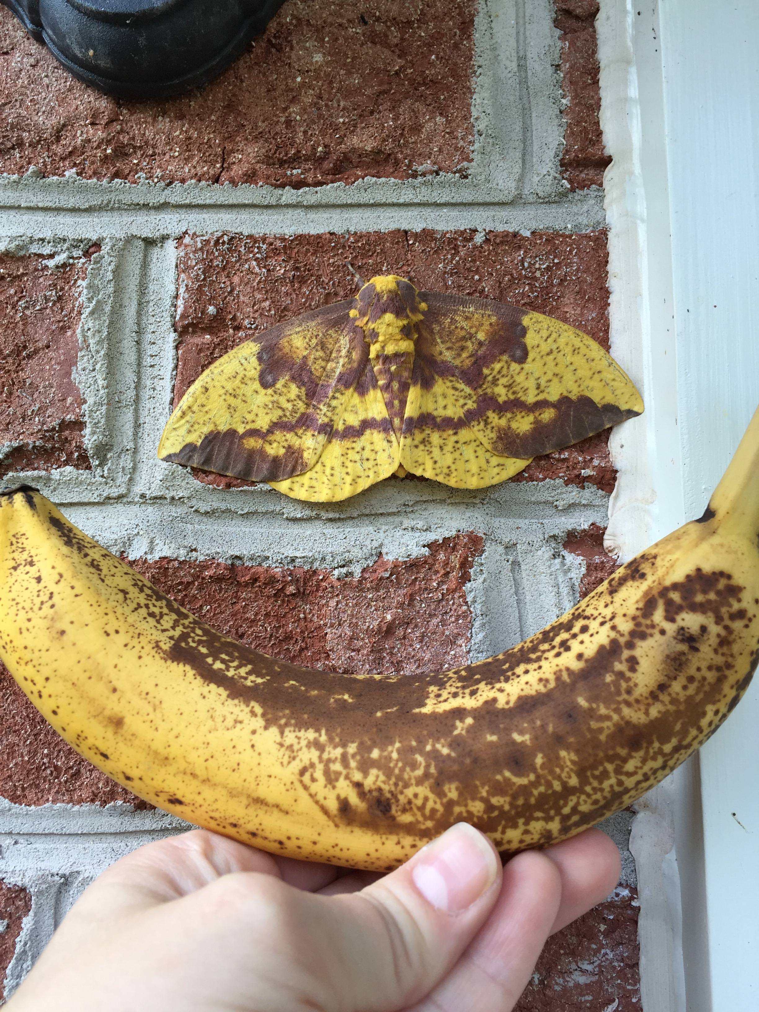 banana scale moth