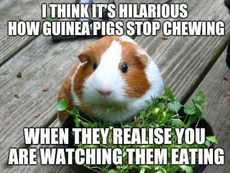 funny guinea pig memes - I Think It'S Hilarious How Guinea Pigs Stop Chewing When They Realise You Are Watching Them Eating